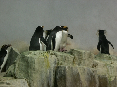 penguins in the Biodome in montreal